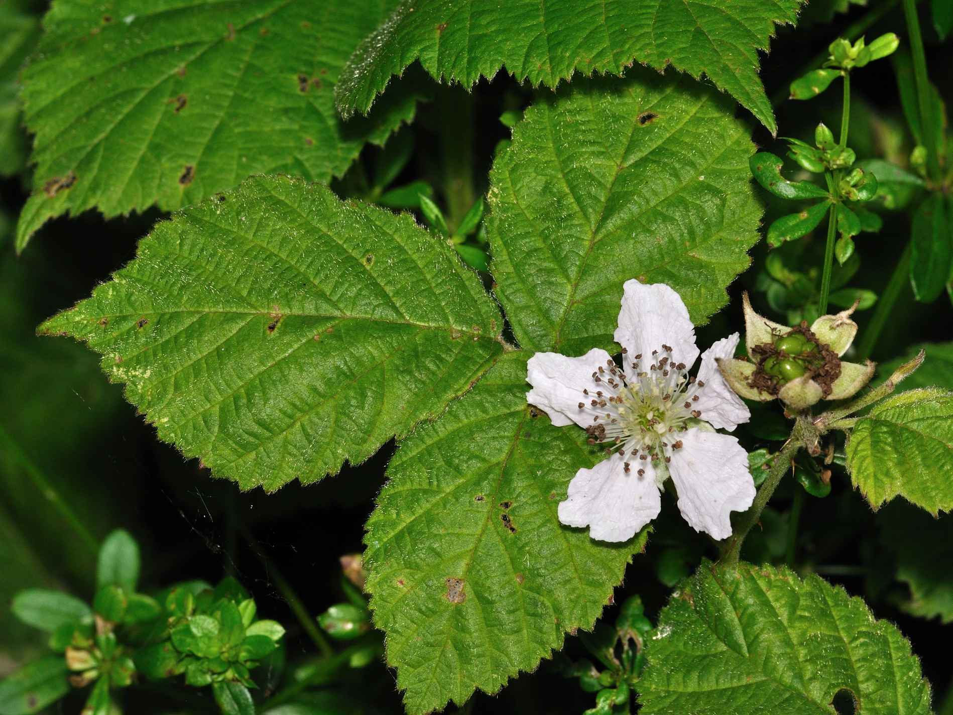 ID Fiore - Rubus sp.